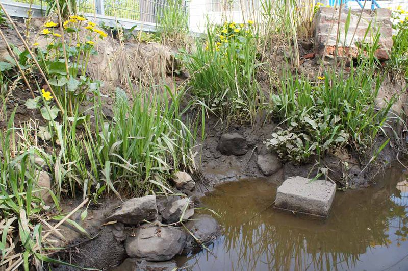 File:Bob Braine Pet Estuary DSC00008 72 1000.jpg