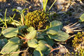 Emscherkunst 2016 Land fuer 5 finale Handlungen DSC03968 72 250.jpg