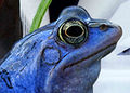 Tue Greenfort Nature Sci-Fi 200.jpg