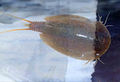 Tue Greenfort Nature Sci-Fi c 200.jpg