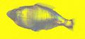 Fischfest Emscherkunst Land fuer 5 finale Handlungen 72 910.jpg