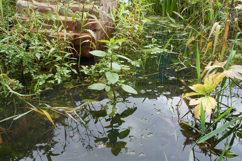 File:Bob Braine Pet Estuary DSC01491 72 1000.jpg