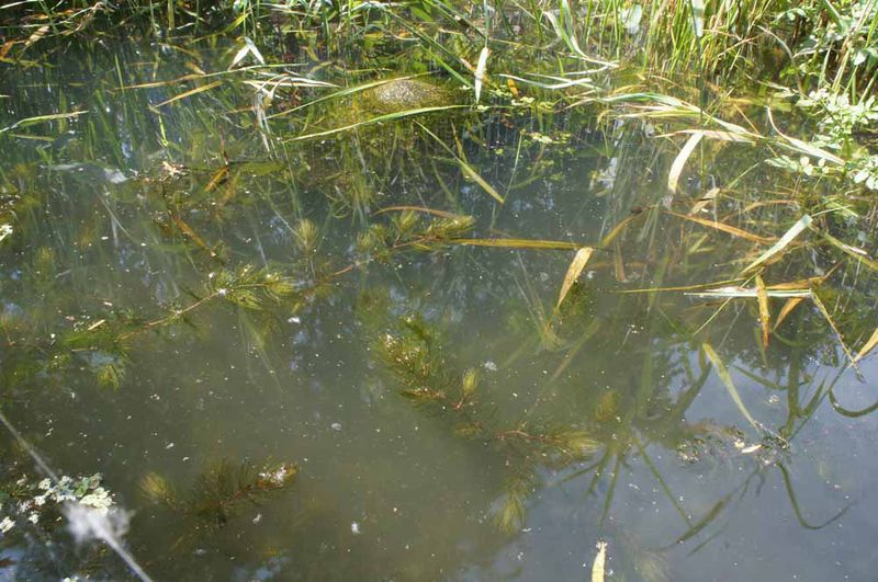 File:Bob Braine Pet Estuary DSC00484 72 1000.jpg