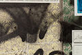 Thumbnail for version as of 11:41, 19 November 2017