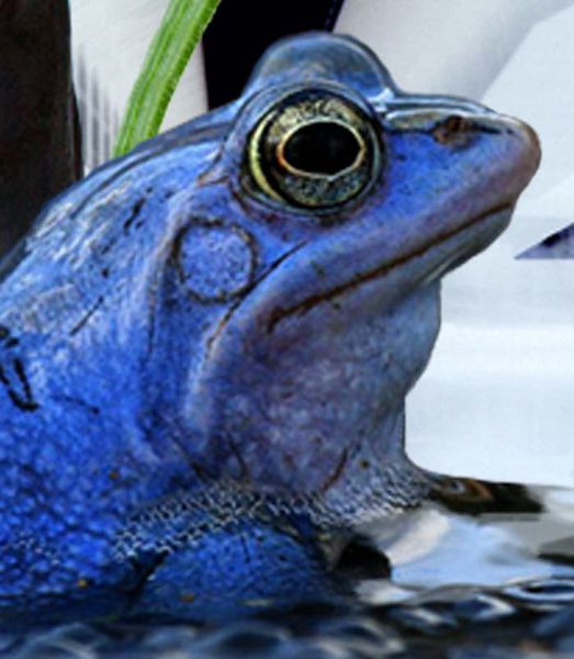 File:Tue Greenfort Nature Sci-Fi b 700.jpg