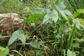 Bob-Braine Pet-Estuary DSC02086-b 72 1000.jpg